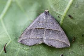 Attēlu rezultāti vaicājumam “Colobochyla salicalis”