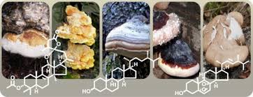 Attēlu rezultāti vaicājumam “Polypores”