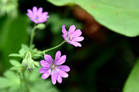 Attēlu rezultāti vaicājumam “Geraniaceae”