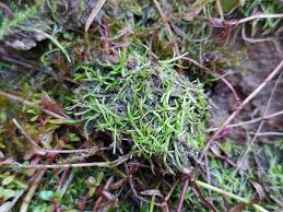 Attēlu rezultāti vaicājumam “Riccia rhenana”