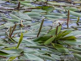 Attēlu rezultāti vaicājumam “Potamogeton trichoides leaf”