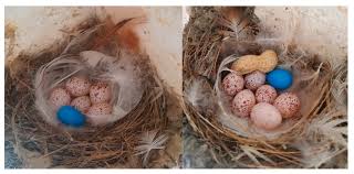 Attēlu rezultāti vaicājumam “Hirundo rustica nest”