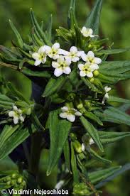 Attēlu rezultāti vaicājumam “Lithospermum officinale flower”