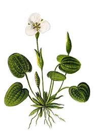 Attēlu rezultāti vaicājumam “Hydrocharis morsus-ranae fruit”