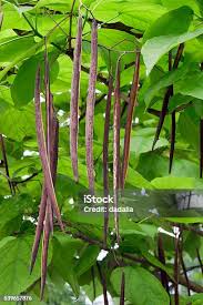 Attēlu rezultāti vaicājumam “Catalpa ovata fruit”