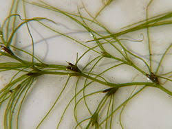 Attēlu rezultāti vaicājumam “Hydrocharitaceae”