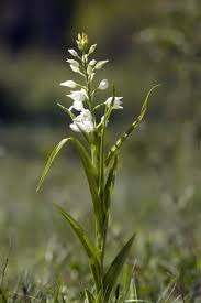 Attēlu rezultāti vaicājumam “Cephalanthera longifolia”