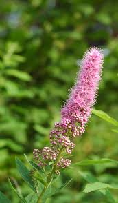 Attēlu rezultāti vaicājumam “Spiraea salicifolia”