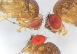 Attēlu rezultāti vaicājumam “Drosophila melanogaster”