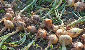 Image result for Zwiebeln