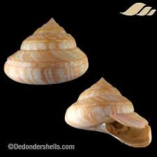 Attēlu rezultāti vaicājumam “Cribraria costata”