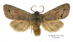 Attēlu rezultāti vaicājumam “Orthosia populeti”