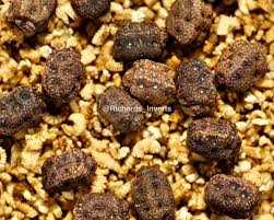 Attēlu rezultāti vaicājumam “Cryptocala chardinyi”