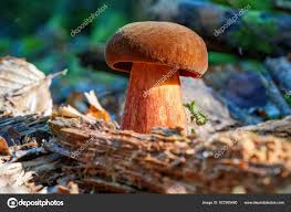 Attēlu rezultāti vaicājumam “Sutorius luridiformis”