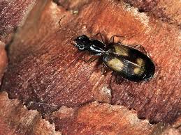 Attēlu rezultāti vaicājumam “Calodromius spilotus”