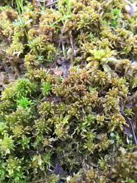 Attēlu rezultāti vaicājumam “Sphagnum contortum”