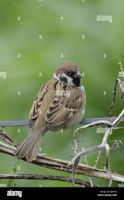 Attēlu rezultāti vaicājumam “Passer montanus adult”