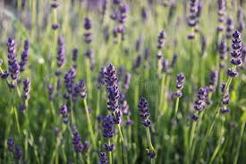 Attēlu rezultāti vaicājumam “Lavandula angustifolia bud”
