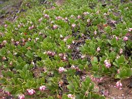 Attēlu rezultāti vaicājumam “Arctostaphylos uva-ursi”