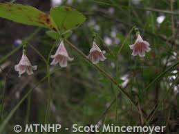 Attēlu rezultāti vaicājumam “Linnaea borealis fruit”