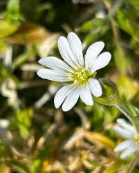 Attēlu rezultāti vaicājumam “Cerastium arvense flower”