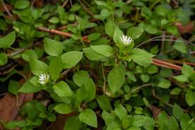 Attēlu rezultāti vaicājumam “Stellaria longifolia flower”
