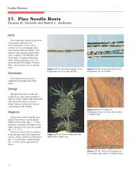 Attēlu rezultāti vaicājumam “Coleosporium sp.”