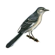 Image result for Mimus polyglottos