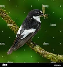 Attēlu rezultāti vaicājumam “Ficedula hypoleuca male”