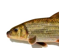 Image result for Minytrema melanops