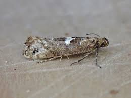 Attēlu rezultāti vaicājumam “Acrolepiopsis assectella”