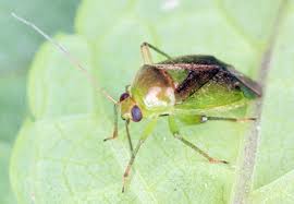 Attēlu rezultāti vaicājumam “Miridae”