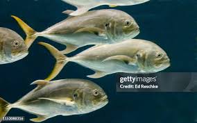 Image result for Caranx hippos