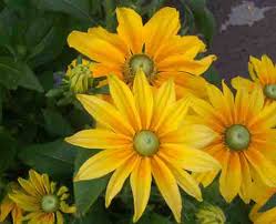 Image result for Rudbeckia Paradisio