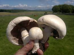 Attēlu rezultāti vaicājumam “Agaricus”