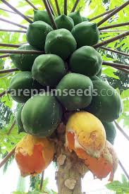 Image result for Carica papaya