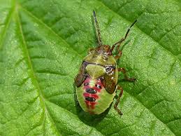 Attēlu rezultāti vaicājumam “Elasmostethus interstinctus imago”