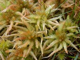 Attēlu rezultāti vaicājumam “Sphagnum palustre”