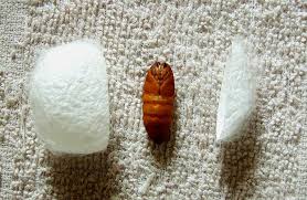 Image result for 春粒