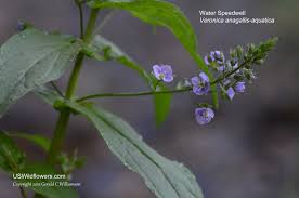 Attēlu rezultāti vaicājumam “Veronica anagallis-aquatica leaf”