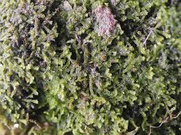 Attēlu rezultāti vaicājumam “Kurzia pauciflora”