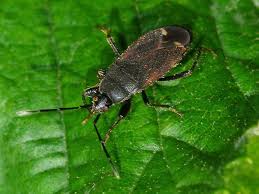 Attēlu rezultāti vaicājumam “Eremocoris plebejus”