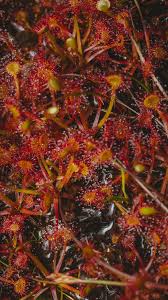 Attēlu rezultāti vaicājumam “Drosera rotundifolia leaf”