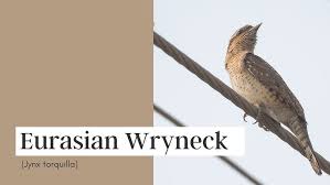 Attēlu rezultāti vaicājumam “Jynx torquilla”