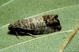 Attēlu rezultāti vaicājumam “Cydia pomonella”