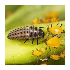 Attēlu rezultāti vaicājumam “Adalia bipunctata larva”