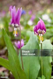 Attēlu rezultāti vaicājumam “Erythronium sibiricum flower”