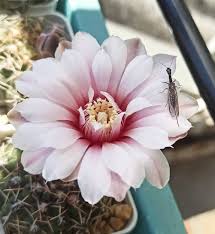 Attēlu rezultāti vaicājumam “Diderma testaceum sessile”