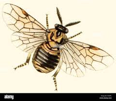 Attēlu rezultāti vaicājumam “Diprion pini female”