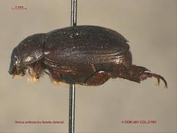 Attēlu rezultāti vaicājumam “Serica brunnea imago”